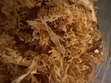 Load image into Gallery viewer, Raw Chondrus Crispus (Gold)