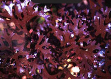 Load image into Gallery viewer, Raw Chondrus Crispus (Purple) Sea Moss