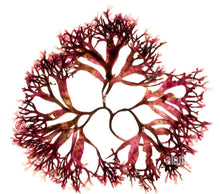 Load image into Gallery viewer, Raw Chondrus Crispus (Purple) Sea Moss