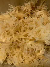 Load image into Gallery viewer, Chondrus Crispus (Gold) Sea Moss Gel 16 oz
