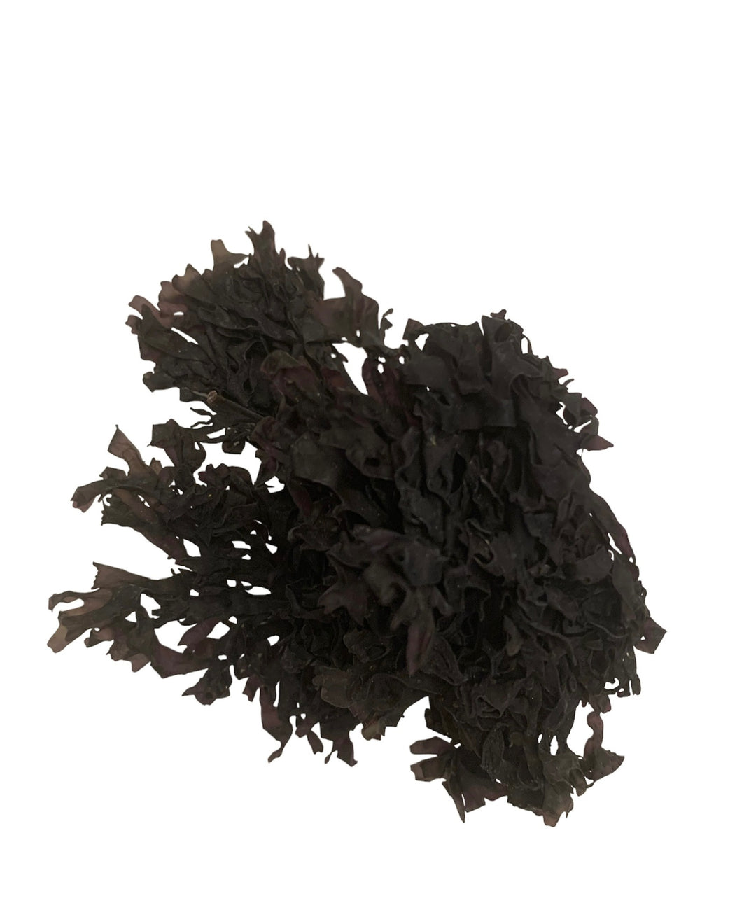 Raw Chondrus Crispus (Purple) Sea Moss