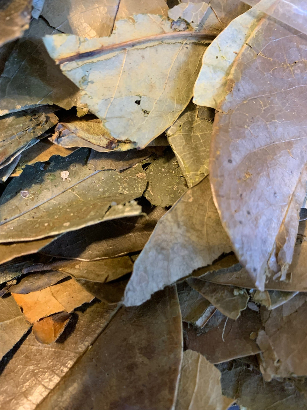 Soursop Organic Leaves